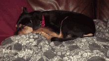Puppy Sleeping GIF - Puppy Sleeping Sleepingpuppy GIFs