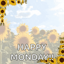 a picture of sunflowers and the words happy monday