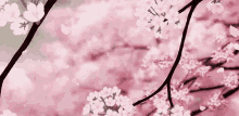 Pink Cherry Blossom GIF