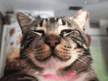 Boots Cat GIF - Boots Cat Greasebrain GIFs