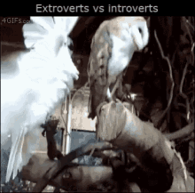birds owl introvert extrovert