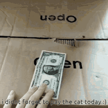 Cat Salary GIF - Cat Salary Money GIFs
