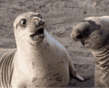 What Seal GIF - What Seal Cute GIFs