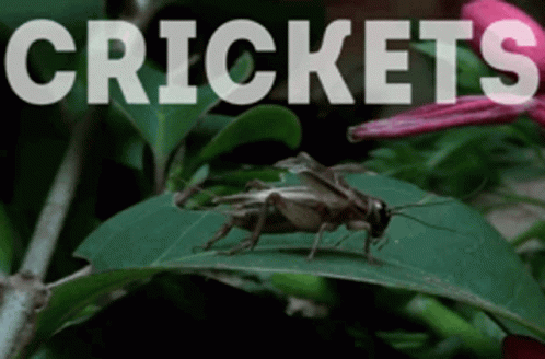 Crickets Chirping Animated Gif GIFs | Tenor
