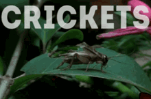 brix crickets