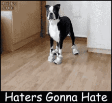 Haters Haters Gonna Hate GIF - Haters Haters Gonna Hate GIFs