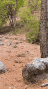 a blurred image of a rocky area with trees and rocks