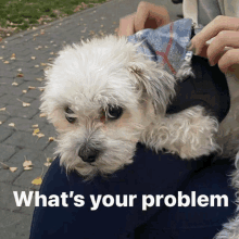 Whats Your Problem What GIF - Whats Your Problem What Haha GIFs