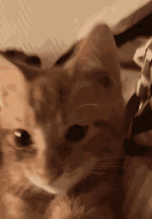 Chat Cat GIF - Chat Cat Smartphone GIFs