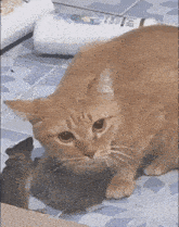an orange cat is standing on a tiled floor next to a bottle of shampoo