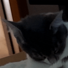 Facepalm Cat GIF - Facepalm Cat Facepalm Cat GIFs