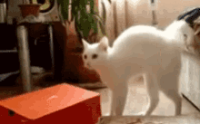 Cat Frightened GIF - Cat Frightened Gtfo GIFs