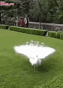 Use Your Energy To Believe Peacock GIF - Use Your Energy To Believe Peacock Nemali GIFs