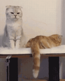 Two Cat GIF