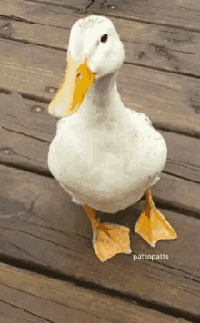 Besitos Duck GIF - Besitos Duck GIFs