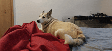 a dog is laying on a bed with a red blanket on it