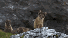 Staring National Geographic GIF - Staring National Geographic The Arctic Fox Looks For A Meal GIFs