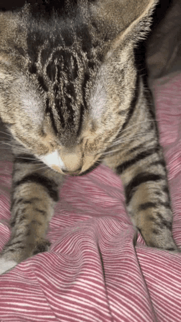 Cute Cat Pfp Discord - Discover & Share GIFs