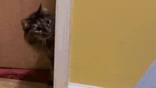 Cat Scared GIF - Cat Scared Scared Cat GIFs