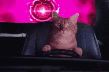 Cat Driving GIF - Cat Driving Going Home GIFs