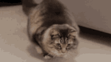 Cat Twerk GIF - Cat Twerk Wiggling GIFs