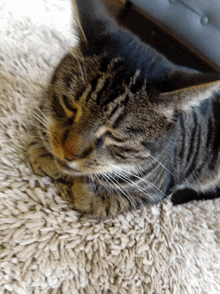 a close up of a cat laying on a rug