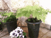 two potted plants with purple and white flowers next to them and the words dreamin on the bottom right