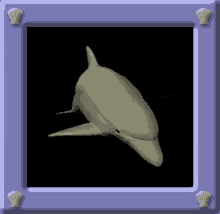 Dolphin Swim GIF - Dolphin Swim Ocean GIFs