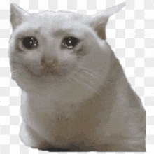 a white cat is crying and looking at the camera .
