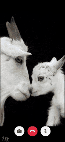 Goat Mahomes GIF