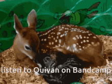 Quivan GIF - Quivan GIFs