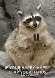 Raccoon Clap GIF - Raccoon Clap Clapping GIFs