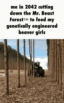 Bruh Beaver Girls GIF - Bruh Beaver Girls Mr Beast GIFs