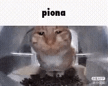 Piona GIF - Piona GIFs
