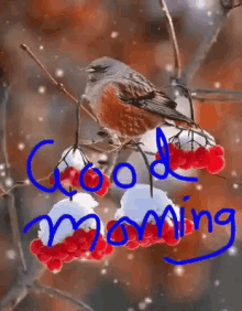 Bird Snow GIF - Bird Snow Good Morning GIFs