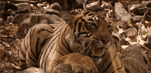 animals tigers