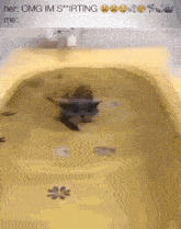 Squirting Cat GIF - Squirting Cat Swimming GIFs