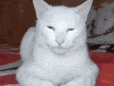 a white cat is sitting on a bed and looking at the camera with its eyes closed .