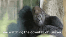 Gorilla Gorillas GIF