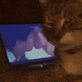 a cat is looking at a man kissing another man on a tv screen