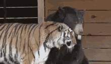Tiger Bear GIF - Tiger Bear Lick GIFs