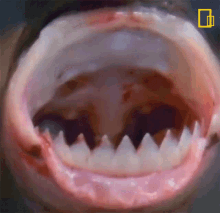 sharp teeth national geographic open wide cookiecutter shark teeth