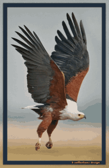 Eagles America GIF - Eagles Eagle America GIFs