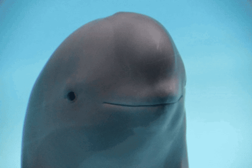 Dolphin