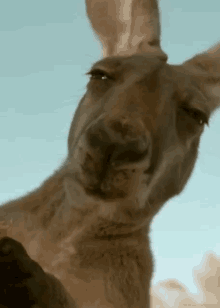 Judgemental Kangaroo GIF - Animals Judging Judgemental GIFs