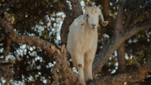goat tree funny animals