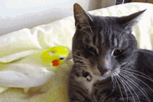 gikiw cat bird kiss
