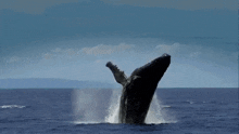 Mckinley Whale GIF - Mckinley Whale Big GIFs