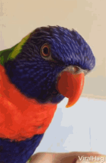 Viralhog Bird GIF - Viralhog Bird Tongue GIFs
