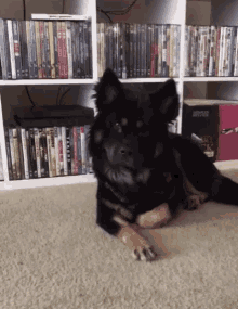 Dogs Cute Animals GIF - Dogs Cute Animals Say What GIFs